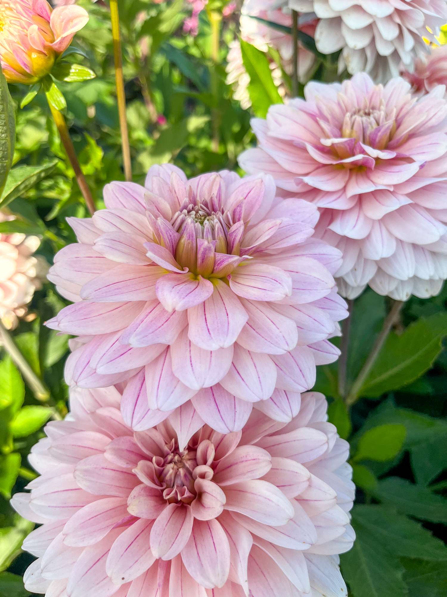 Dahlie ‘Glossy Olivia’
